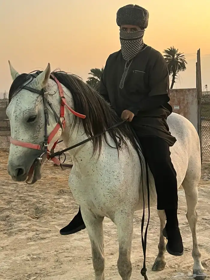 تدريب على ركوب الخيل 2