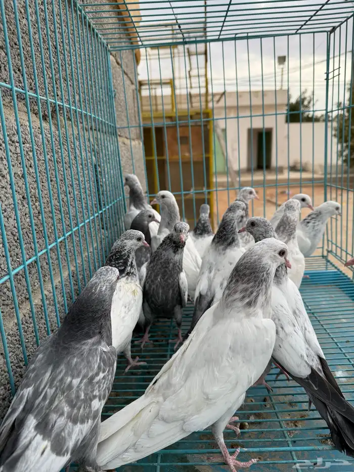طبات قولدن دم نظيف وصافي (تم البيع) 20