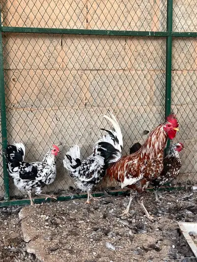 للبيع دجاج بوران (بياض) تم البيع 2