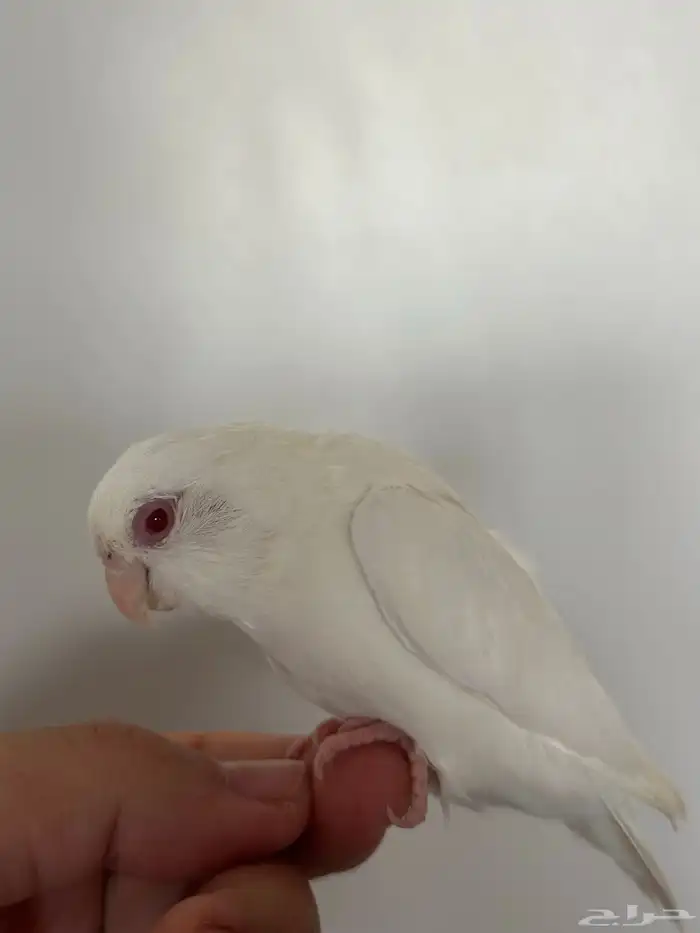 للبيع ميني روز (بارتوليت) اللون بينو لون بينو عيون جمره 5