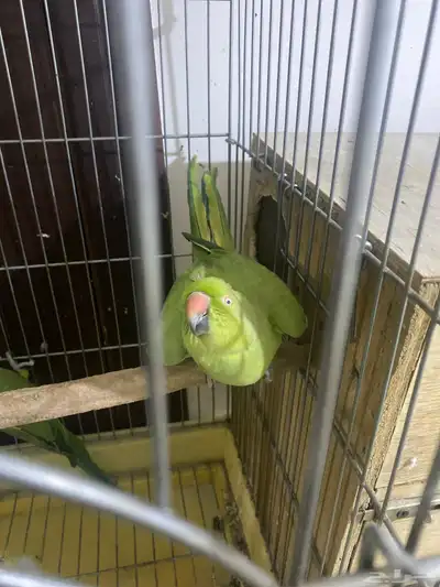 جوز دره للبيع 1
