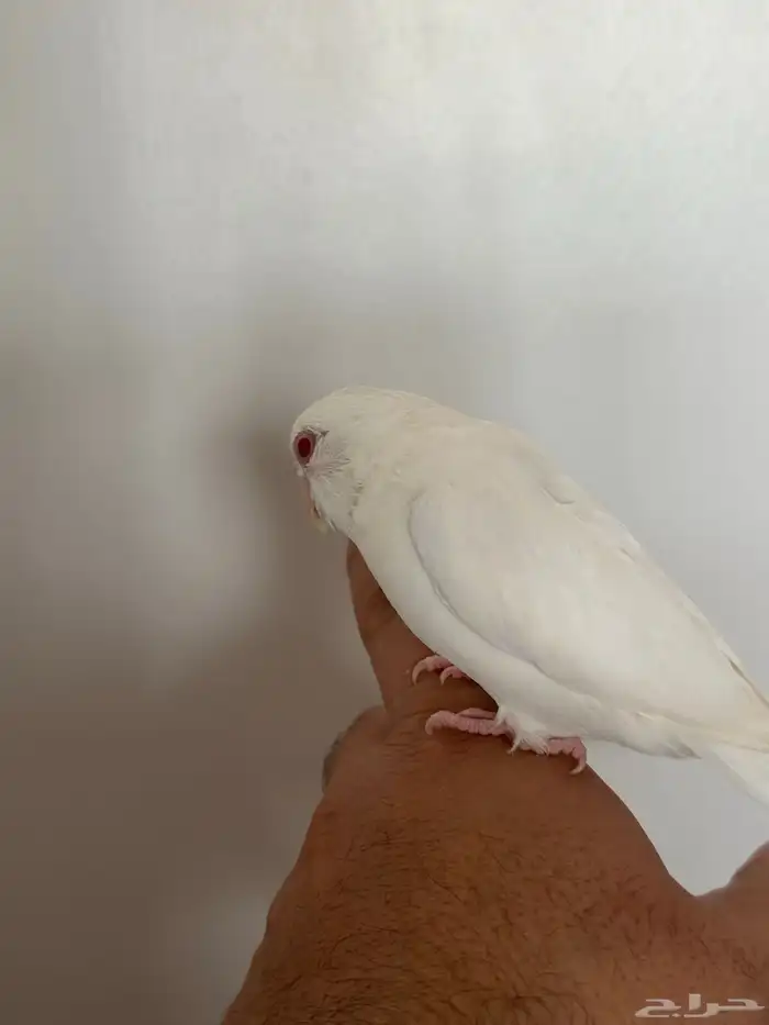 للبيع ميني روز (بارتوليت) اللون بينو لون بينو عيون جمره 3