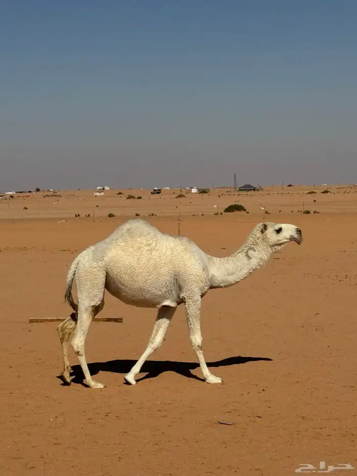 لقية رومانية كفو 0