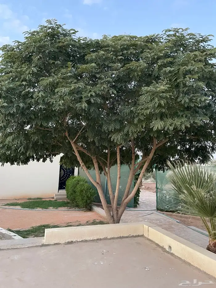 استراحه للإيجار في المشاعله مخطط النزهه 18