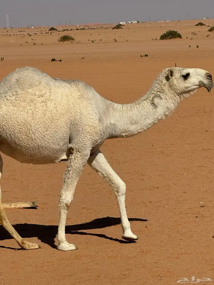 لقية رومانية كفو 1