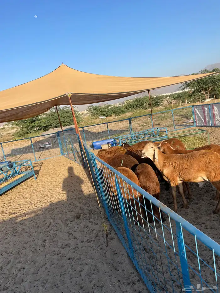 طليان حريه ورخال للبيع 3