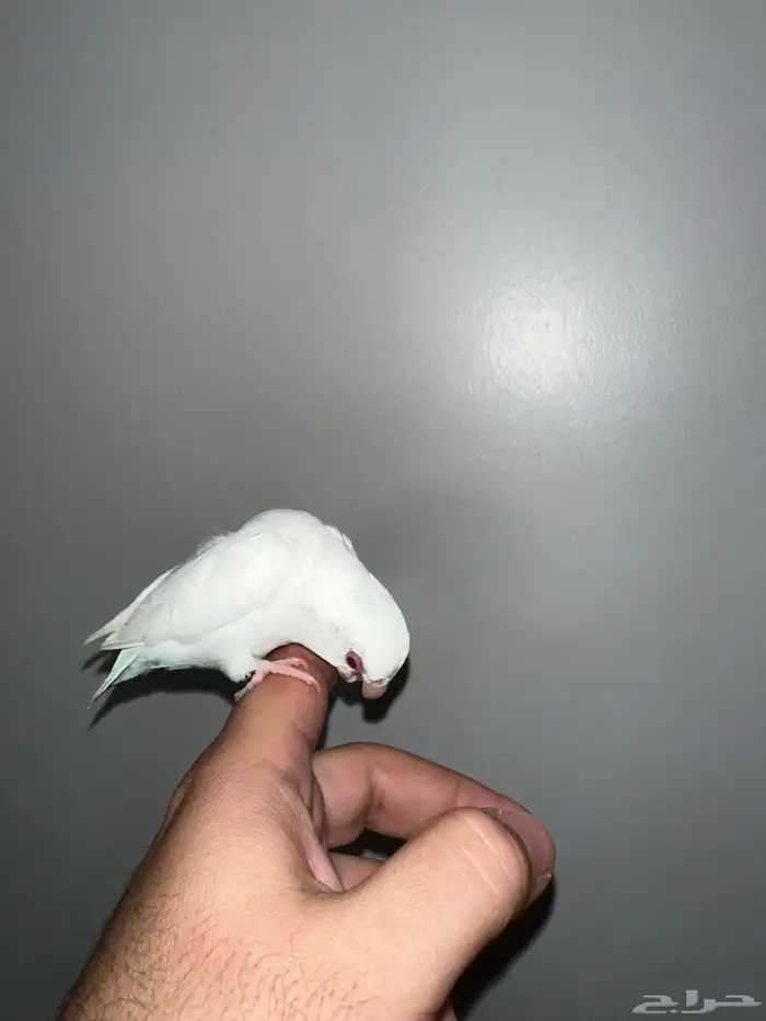 للبيع ميني روز (بارتوليت) اللون بينو لون بينو عيون جمره 6