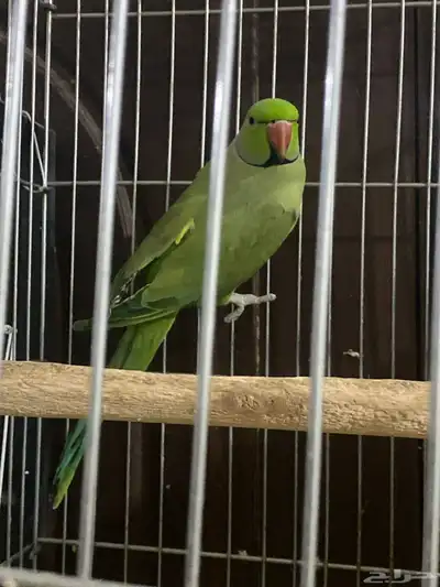 جوز دره للبيع 0