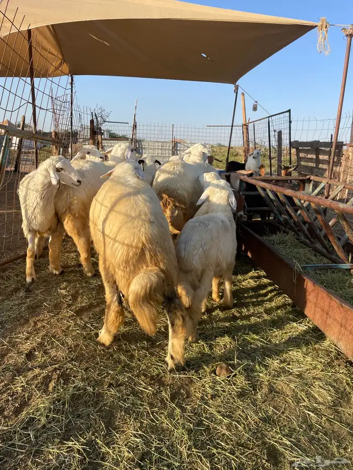 طليان حريه ورخال للبيع 5