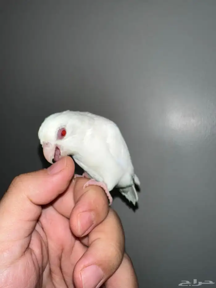 للبيع ميني روز (بارتوليت) اللون بينو لون بينو عيون جمره 7