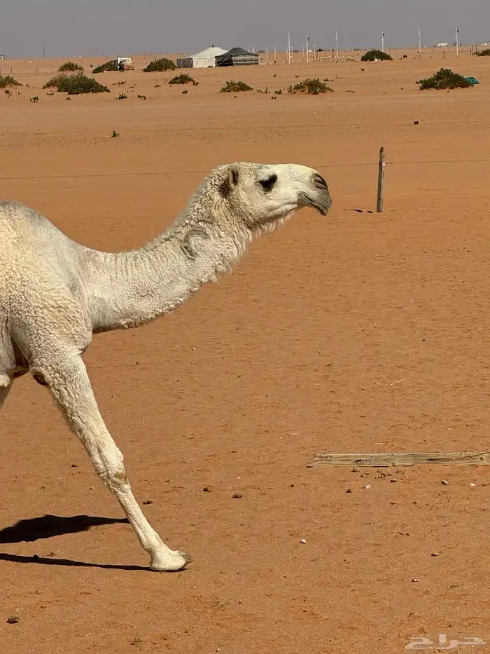 لقية رومانية كفو 3