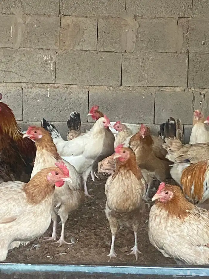 بيض دجاج بلدي 2