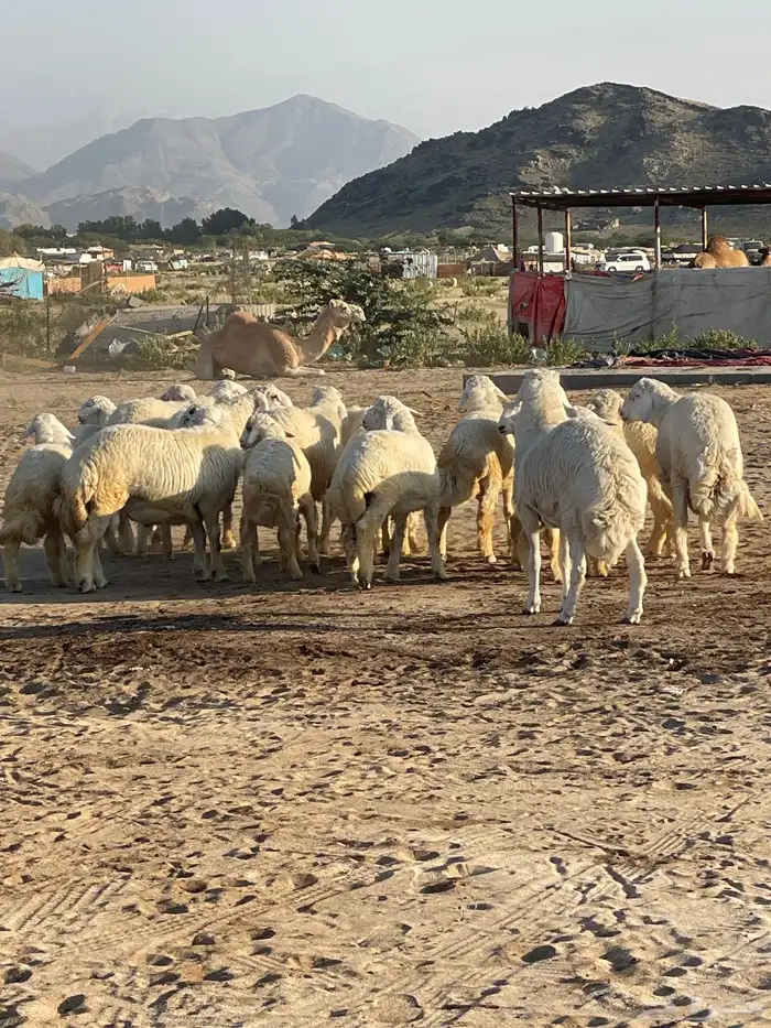 طليان حريه ورخال للبيع 2
