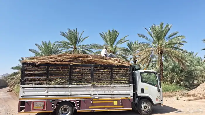 جريد نخل سعف عسيب 0
