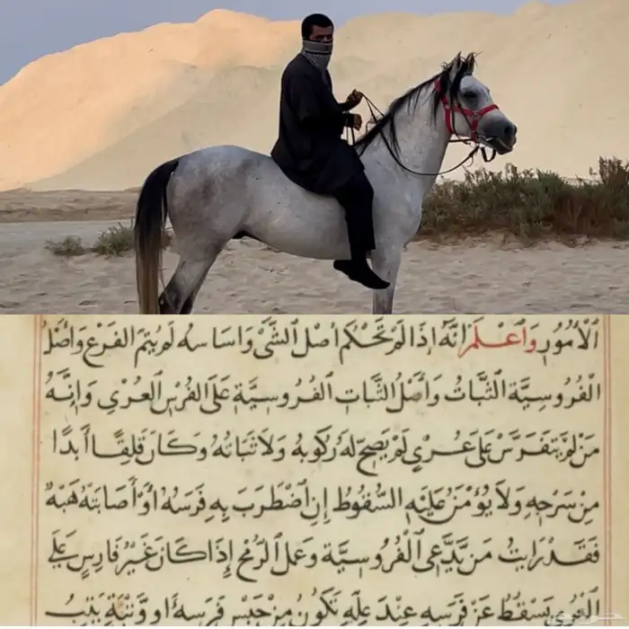 تدريب على ركوب الخيل 3