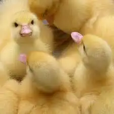 بط سمان ارانب حمام دجاج صوص 8