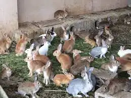 بط سمان ارانب حمام دجاج صوص 10