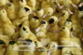 بط سمان ارانب حمام دجاج صوص 7