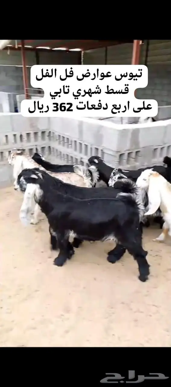 متوفر اقساط تابي خرفان ورخال لباني وتيوس عوارض 2