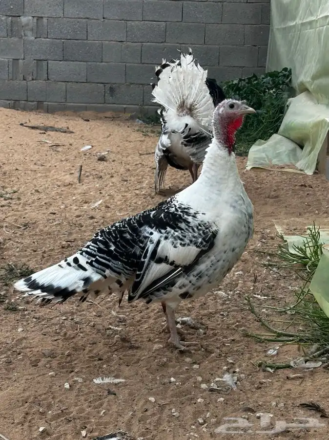 رومي فراشه 3