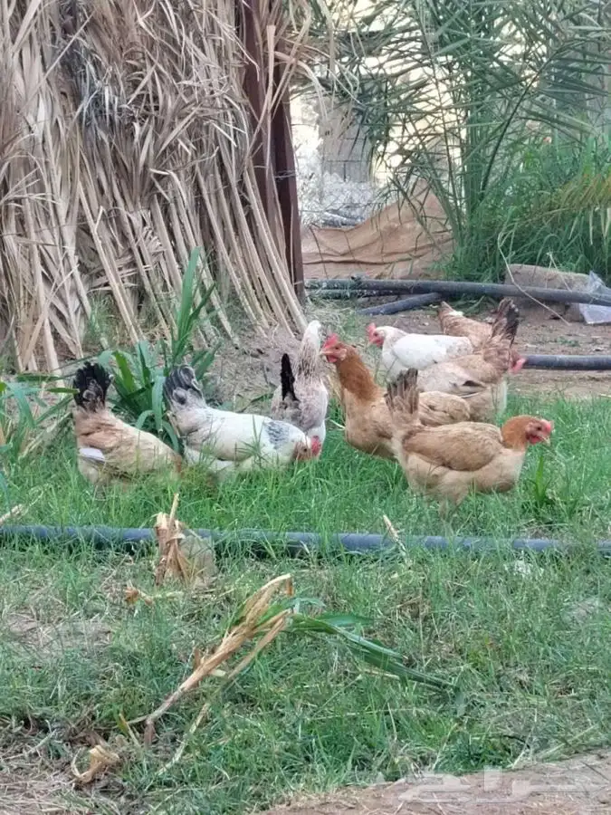 بيض بلدي طازج من مزارعنا خاص للاكل دجاج يسرح 0