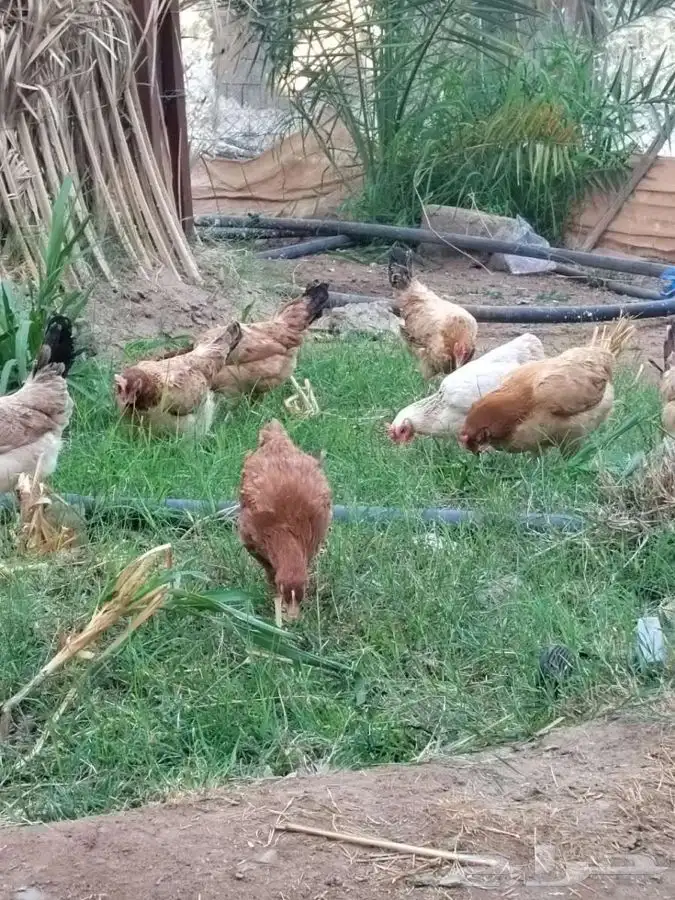 بيض بلدي طازج من مزارعنا خاص للاكل دجاج يسرح 1