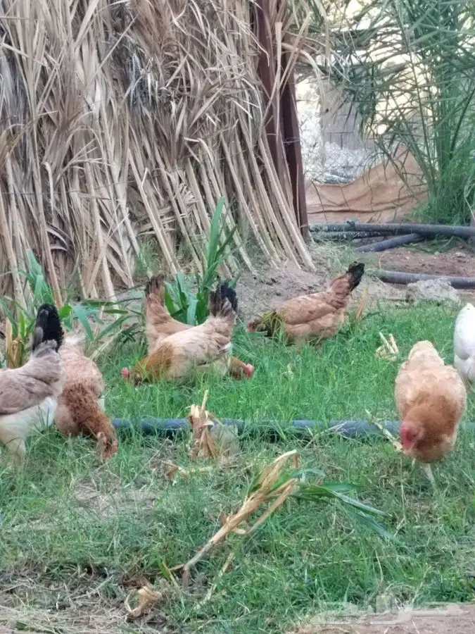 بيض بلدي طازج من مزارعنا خاص للاكل دجاج يسرح 2