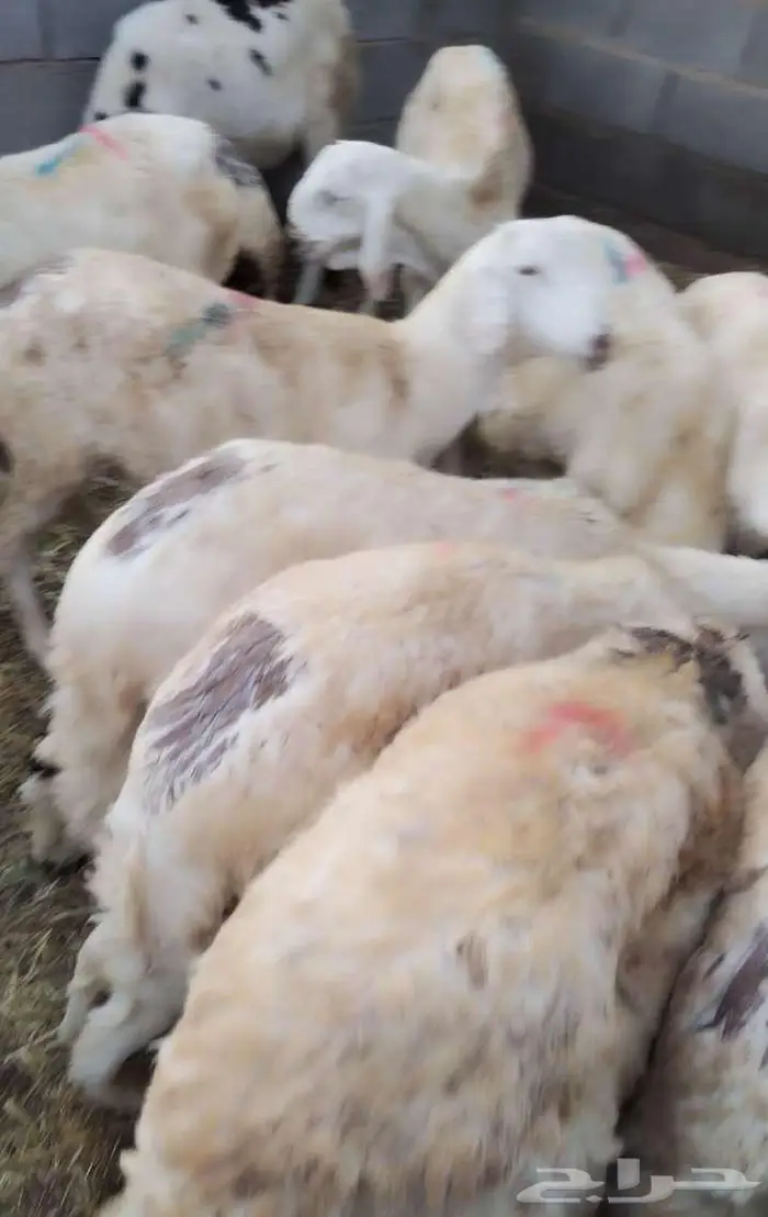طليان سواكني دبازين بيض 3