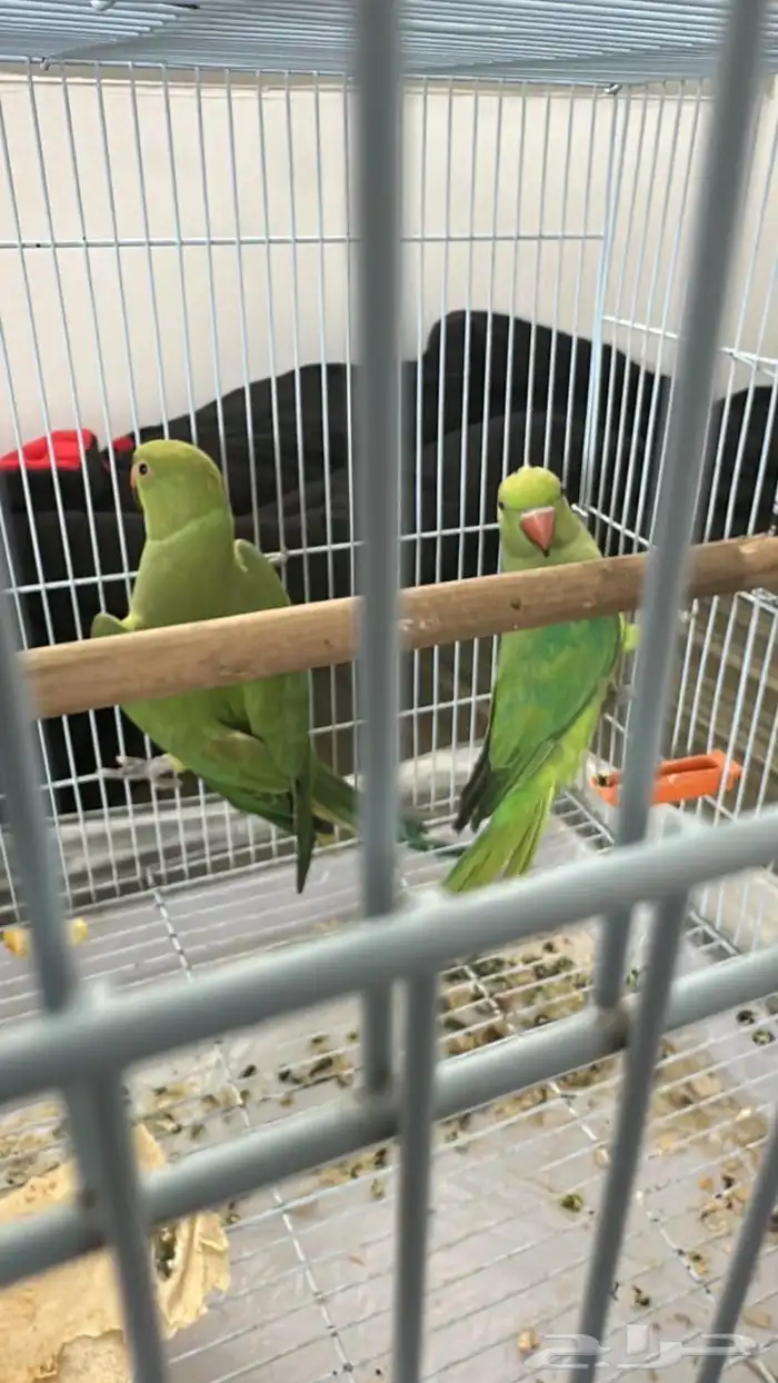 جوز درة مفقودين في الحمراء 1