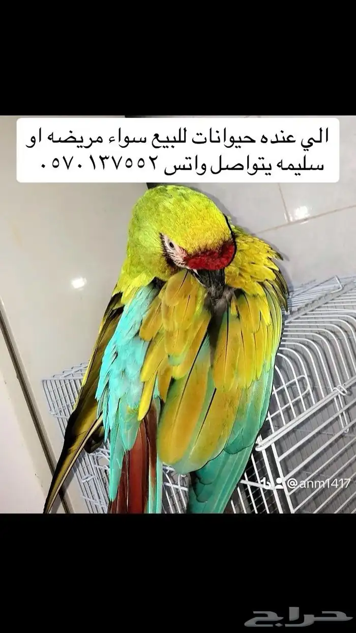شراء جميع أنواع الحيوانات سواء سليم او مريضه 2