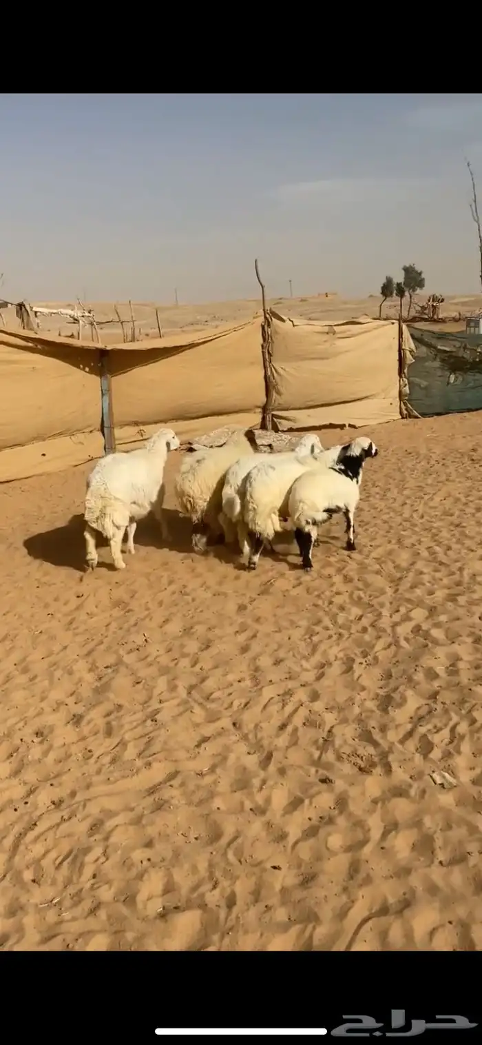 طليان ورخال كفو 2