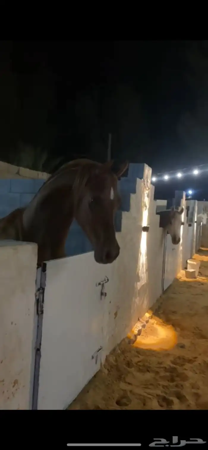 عسف وتطبيع وتدريب للخيل 13
