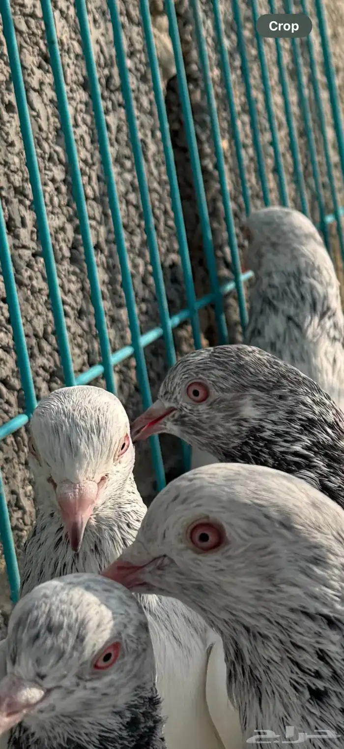 طبات قولدن دم نظيف وصافي (تم البيع) 4