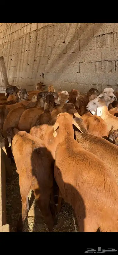 ملحمة مرابي الطايف بالكيلو والكامل والربع 9