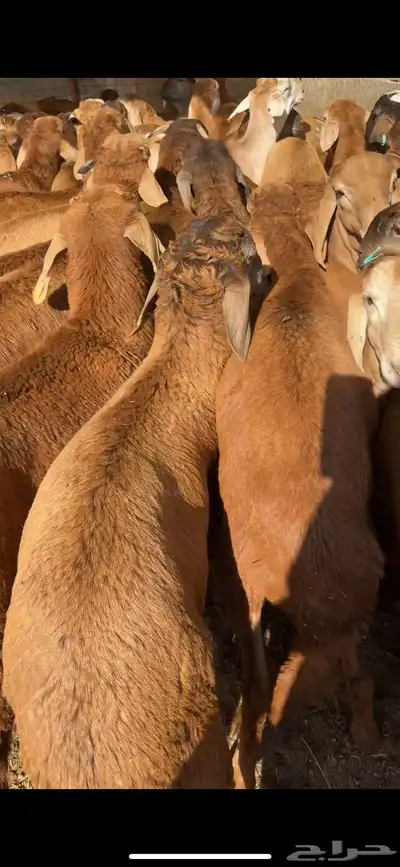 ملحمة مرابي الطايف بالكيلو والكامل والربع 8