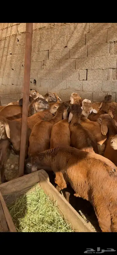 ملحمة مرابي الطايف بالكيلو والكامل والربع 11
