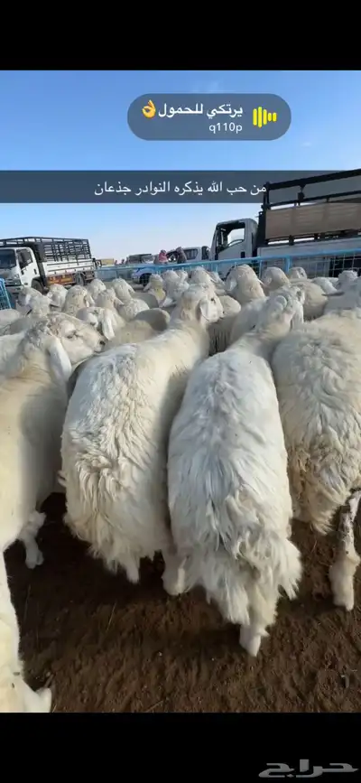 ملحمة مرابي الطايف بالكيلو والكامل والربع 13