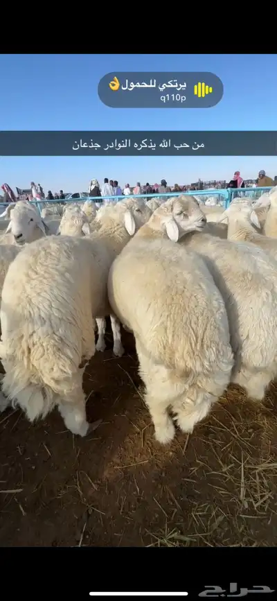 ملحمة مرابي الطايف بالكيلو والكامل والربع 16