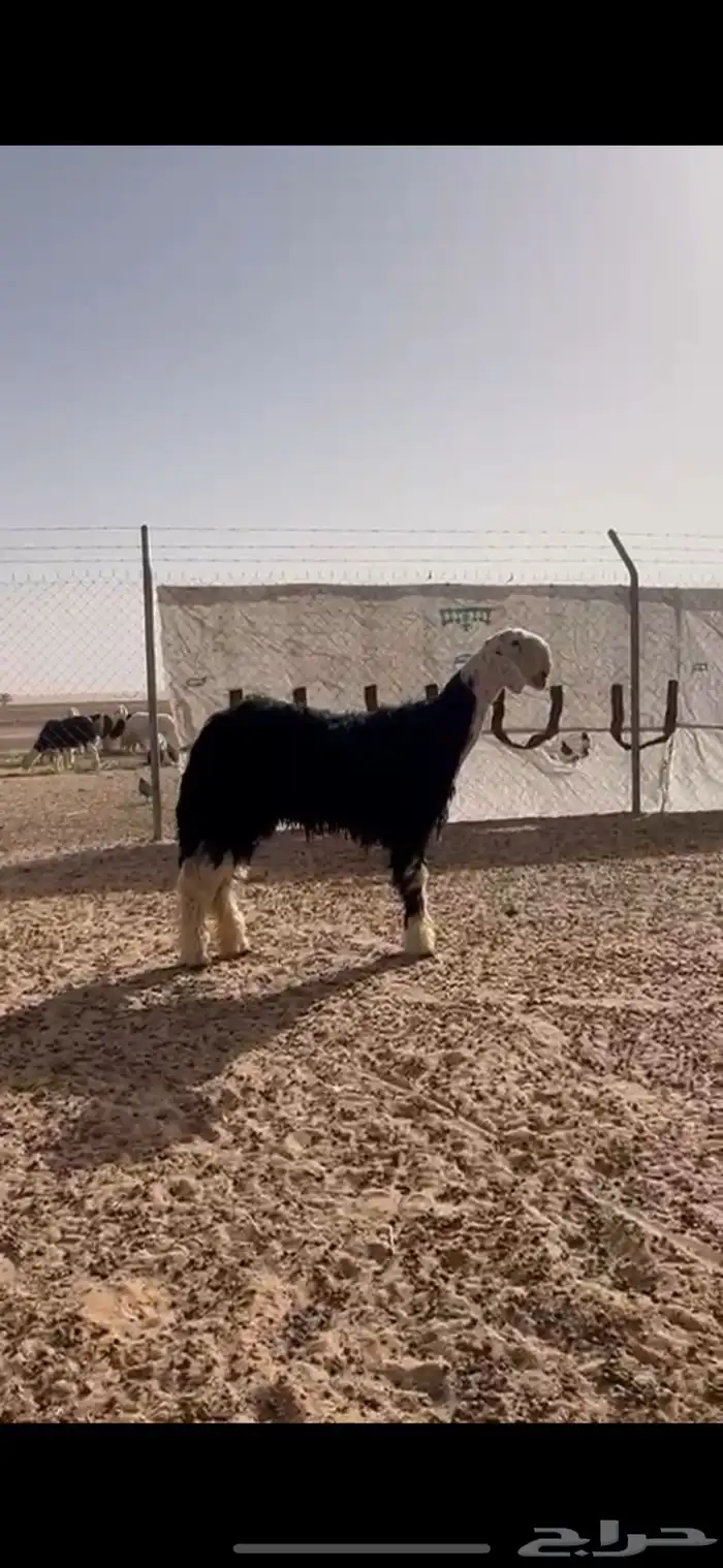 فحل نجدي خصم 0