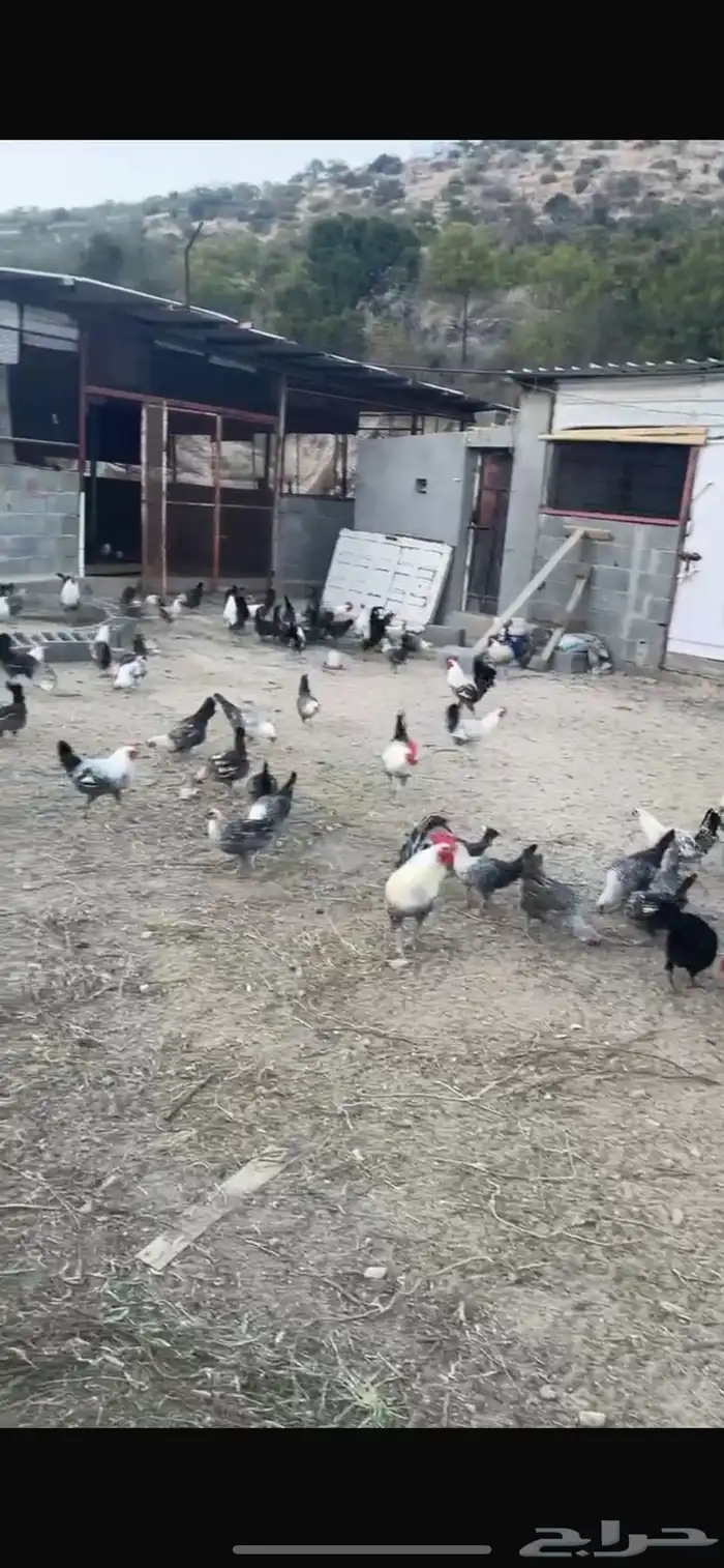 دجاج فيوم للبيع 0