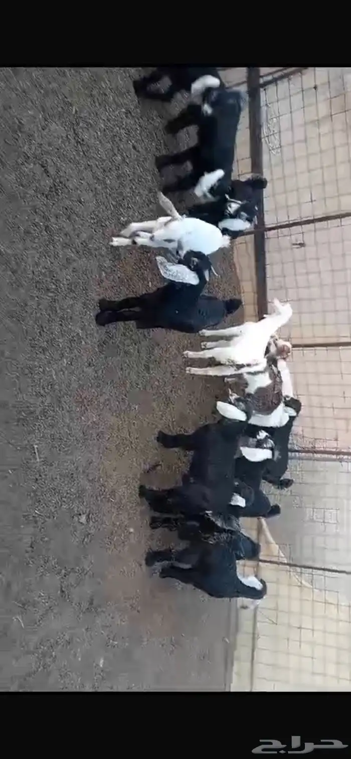 تيوس برية 1