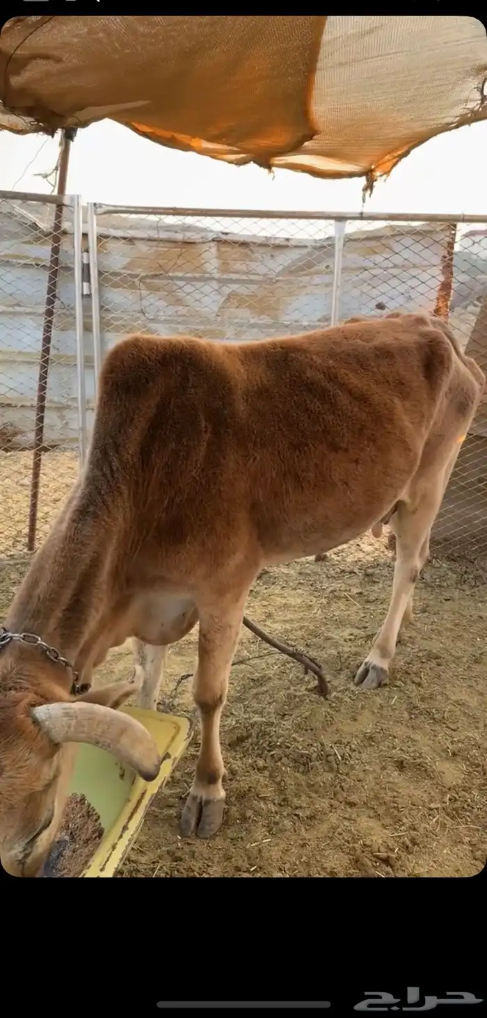 بقره حايل للبيع 0