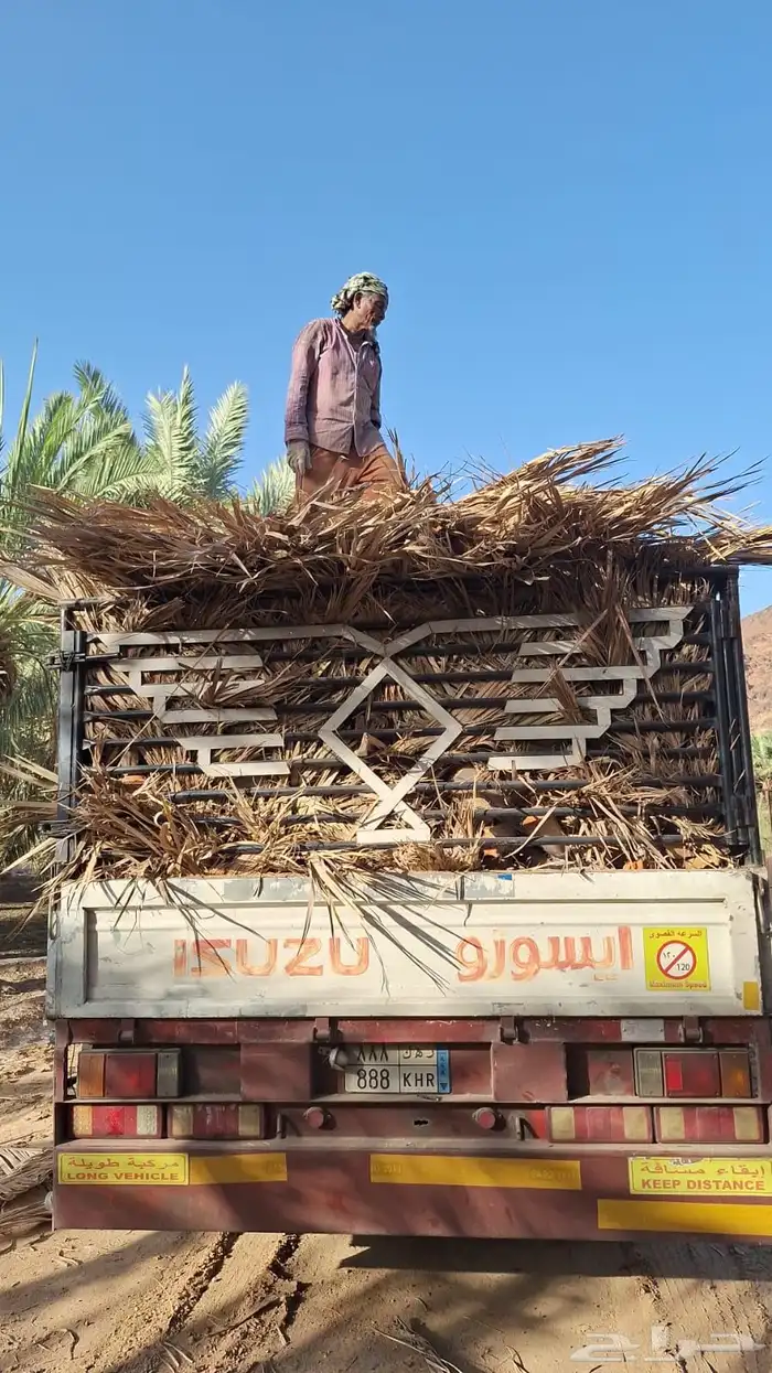 جريد نخل سعف عسيب 7