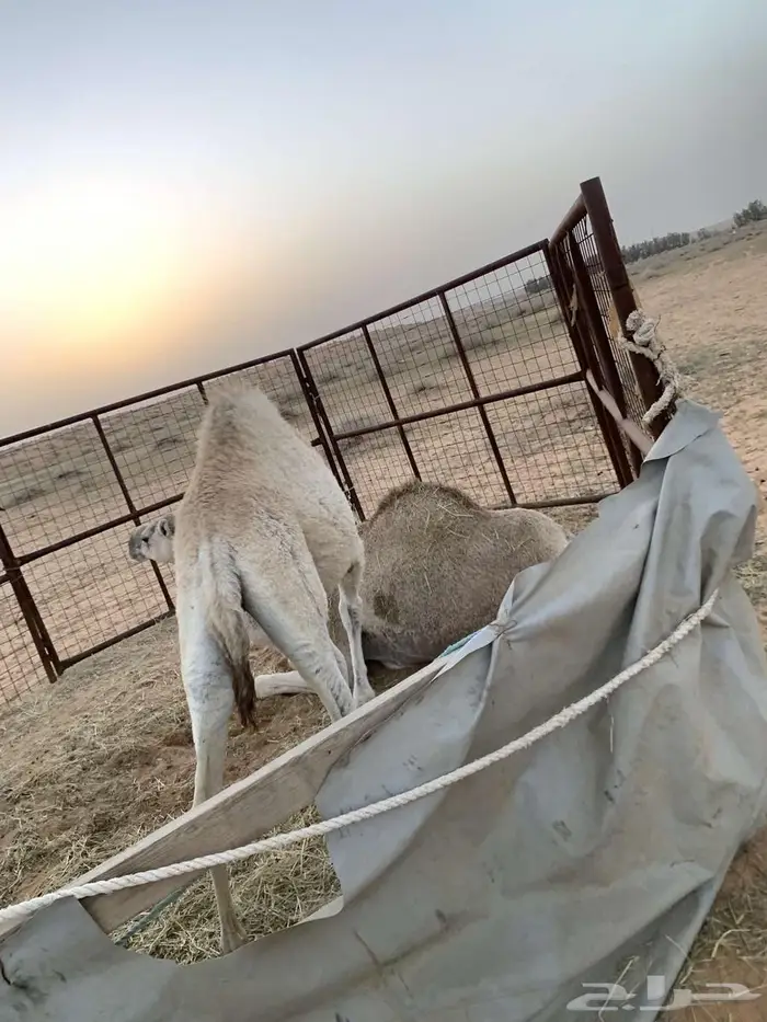 بكرا وضحى 2