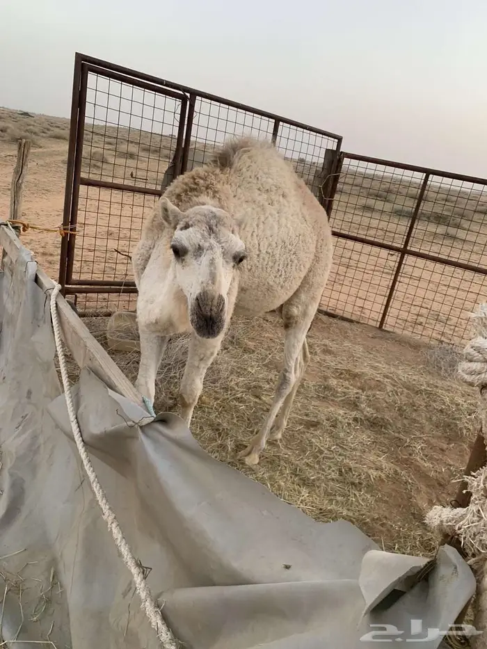 بكرا وضحى 1