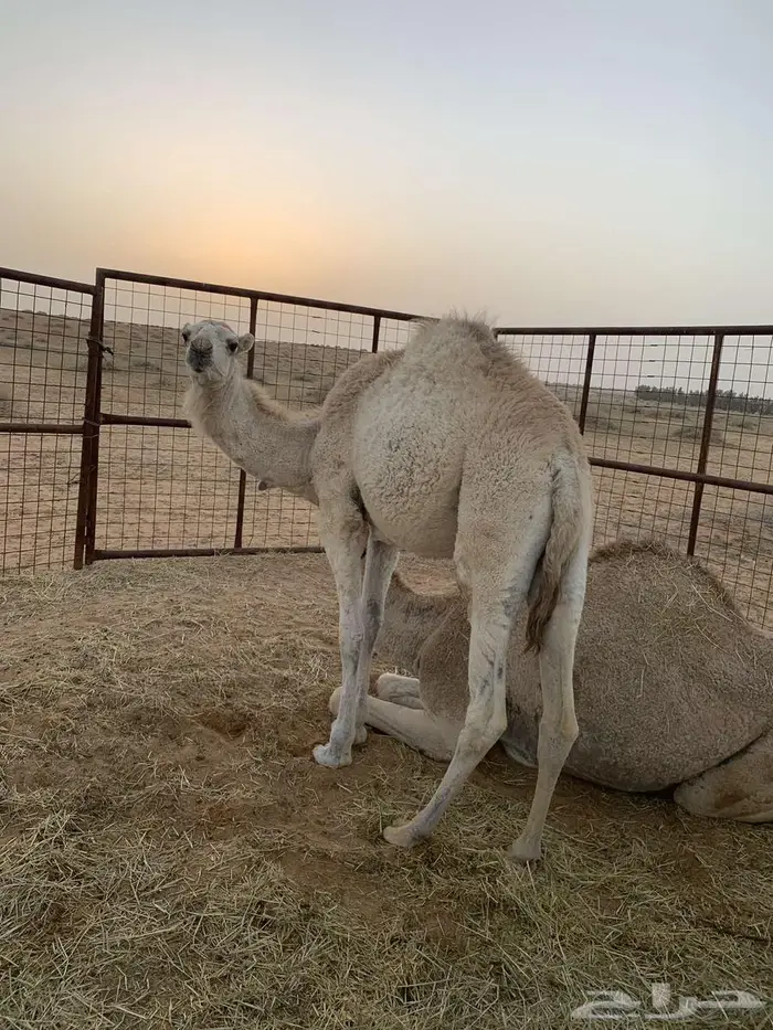 بكرا وضحى 0