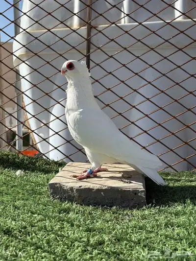 حمام بولندي 3