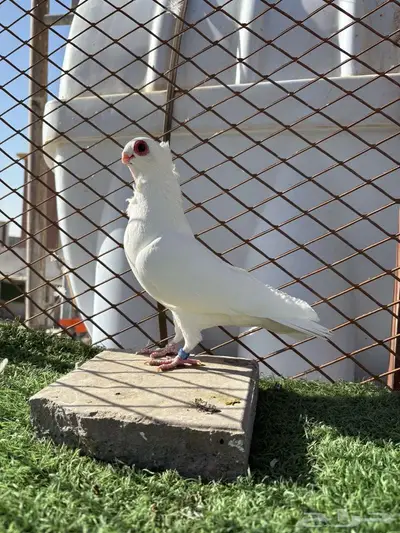 حمام بولندي 0