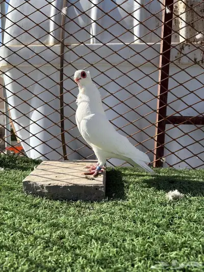 حمام بولندي 1
