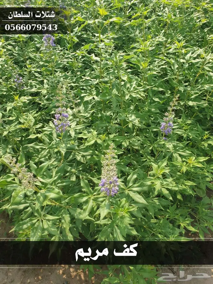 شتلات زراعيه باسعار جمله الجملة 28